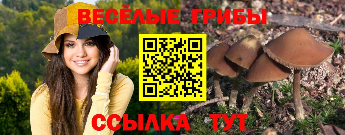 Ивантеевка  Галлюциногенные грибы Psilocybe  Вход с VPN 